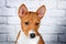 basenji dog cute puppy portrait on white background