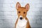 basenji dog cute puppy portrait on white background