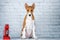 basenji dog cute puppy portrait on white background