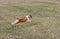 Basenji dog flying over spring field