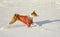 Basenji dog galloping in fresh snow