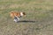 Basenji dog galloping in spring fields