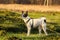 Basenji dog on a green field, full length photo