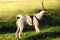 Basenji dog on a green field is playing and nibbling a big stick, full length photo