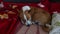 Basenji dog having nice resting time in  human bed