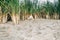 Basenji dog hunting on a river shore in the reeds