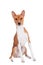 Basenji dog isolated on white