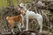 Basenji dog with its bigger friend