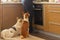 Basenji dog with its mixed breed white friend sitting near stove and patiently waiting till their master finish cooking