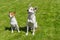 Basenji dog and its younger friend mixed breed dog looking attentively up