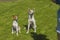 Basenji dog and its younger friend mixed breed dog sitting on a fresh lawn and looking attentively up while master woman tells