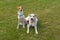 Basenji dog and its younger mixed breed one resting together  on a lawn at spring seaon