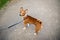 Basenji dog with a lead walking outside