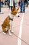 Basenji dog on a leash. Portrait