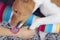 Basenji  dog lies on the girl`s legs, lick her hand