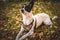 Basenji dog lies on the grass with leaves