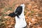 Basenji dog looks up from the side, on a background of wet grass