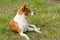 Basenji dog lying on ground in spring grass