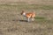 Basenji dog male galloping in spring fields