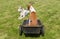 Basenji dog with mixed-breed friend are ready for the cool ride on a wheel barrow