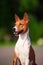 Basenji dog outside on green grass