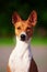 Basenji dog outside on green grass