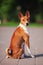 Basenji dog outside on green grass