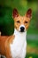 Basenji dog outside on green grass