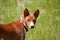 Basenji dog in the park. Purebred gorgeous red dog.