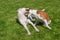 Basenji dog plays with mixed breed bigger dog