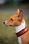 Basenji dog portrait