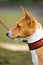 Basenji dog portrait