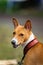 Basenji dog portrait