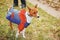 Basenji dog Portrait, dressed for spring walks in the rain on a background of green grass