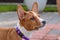 Basenji dog puppy close up portrait looking on side