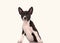 Basenji dog puppy isolated over the white background