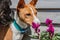 Basenji dog puppy sniffing flower in the summer outdoors.Basenji Kongo Terrier Dog. The Basenji Is A Breed Of Hunting Dog