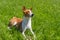 Basenji dog resting in spring grass guarding its delicacy - beef bone