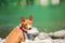 Basenji dog on the river. Purebred gorgeous dog.