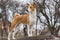 Basenji dog shows it\'s exterior