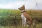 Basenji dog sits amid fields