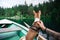 Basenji dog sits on boat at alpine lake