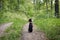 Basenji dog sits on a track in the woods on a hot summer day