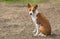 Basenji dog sitting on the ground at warm spring day