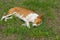 Basenji dog sleeping sweet while lying on a ground in a garden