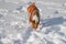 Basenji dog sniffing around while playing first time in winter snow