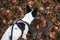 Basenji dog sniffs in the leaves, atmospheric photo