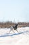 Basenji dog in the snow executes a command to run