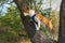 Basenji dog standing on an apricot tree branch and watching around at fall season