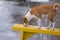 Basenji dog standing on a wet bench and licks water drops